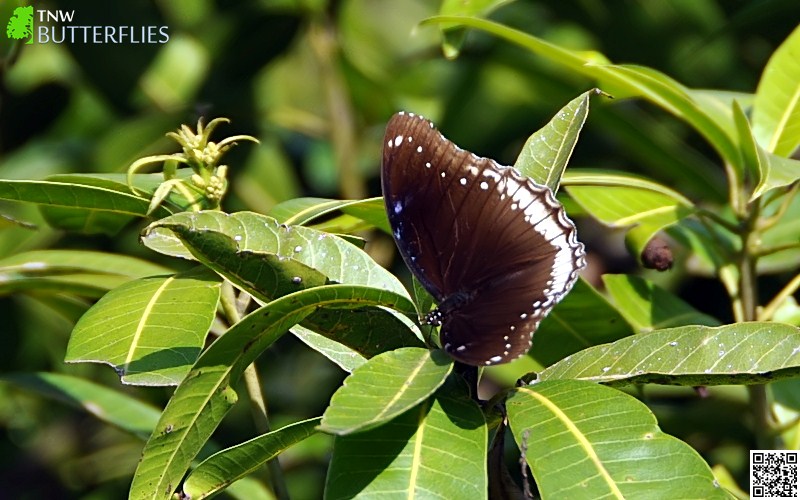 Great Eggfly